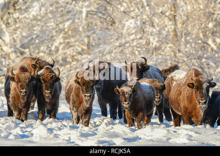 Wisent (Bison bonasus) in un prato nevoso in inverno. Monti Bieszczady. La Polonia. Foto Stock