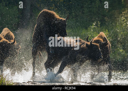 Il bisonte europeo / Wisent (Bison bonasus) nell'acqua. Fiume San. Monti Bieszczady. Polonia Foto Stock