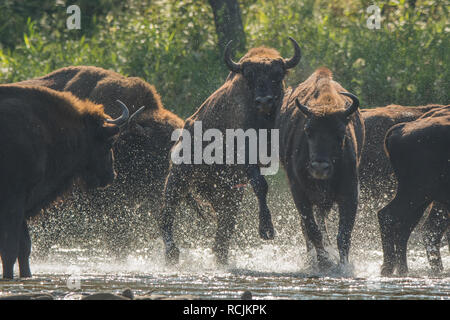 Il bisonte europeo / Wisent (Bison bonasus) nell'acqua. Fiume San. Monti Bieszczady. Polonia Foto Stock