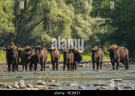 Il bisonte europeo / Wisent (Bison bonasus) nell'acqua. Fiume San. Monti Bieszczady. Polonia Foto Stock