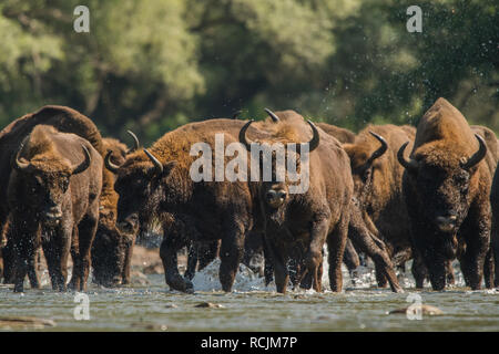 Il bisonte europeo / Wisent (Bison bonasus) nell'acqua. Fiume San. Monti Bieszczady. Polonia Foto Stock