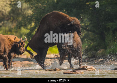 Il bisonte europeo / Wisent (Bison bonasus) nell'acqua. Fiume San. Monti Bieszczady. Polonia Foto Stock