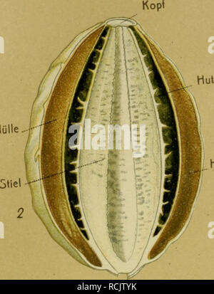 . Die Giftpflanzen Deutschlands. Piante velenose. Tafel 7. Hülle... Hülle. Si prega di notare che queste immagini vengono estratte dalla pagina sottoposta a scansione di immagini che possono essere state migliorate digitalmente per la leggibilità - Colorazione e aspetto di queste illustrazioni potrebbero non perfettamente assomigliano al lavoro originale. Esser, Pietro, 1859-. Braunschweig, F. Vieweg Foto Stock