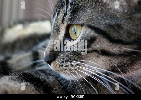 Closeup ritratto di una giovane dolce tabby cat Foto Stock