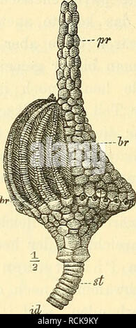 . Die geologischen grundlagen der abstammungslehre. Paleontologia; evoluzione. . Si prega di notare che queste immagini vengono estratte dalla pagina sottoposta a scansione di immagini che possono essere state migliorate digitalmente per la leggibilità - Colorazione e aspetto di queste illustrazioni potrebbero non perfettamente assomigliano al lavoro originale. Steinmann, G. (Gustav), 1856-1929. Leipzig, W. Engelmann Foto Stock