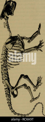 . Die geographische Verbreitung und geologische Entwickelung der Säugetiere. Faunistica; mammiferi; mammiferi fossili. 503. Si prega di notare che queste immagini vengono estratte dalla pagina sottoposta a scansione di immagini che possono essere state migliorate digitalmente per la leggibilità - Colorazione e aspetto di queste illustrazioni potrebbero non perfettamente assomigliano al lavoro originale. Lydekker, Richard, 1849-1915; Siebert, Georg 1845-. Jena : H. Costenoble Foto Stock