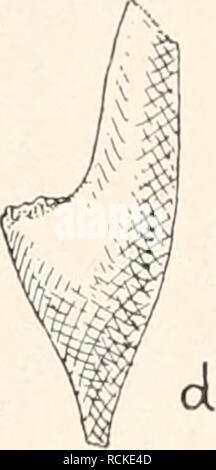 . Die fossilen Tintenfische; eine Monographie paläozoologische. Cefalopodi, fossile. . Si prega di notare che queste immagini vengono estratte dalla pagina sottoposta a scansione di immagini che possono essere state migliorate digitalmente per la leggibilità - Colorazione e aspetto di queste illustrazioni potrebbero non perfettamente assomigliano al lavoro originale. Naef, Adolf. Jena, Fischer Foto Stock