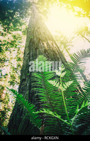 Il verde delle foglie di felce crescere sul redwood Foto Stock