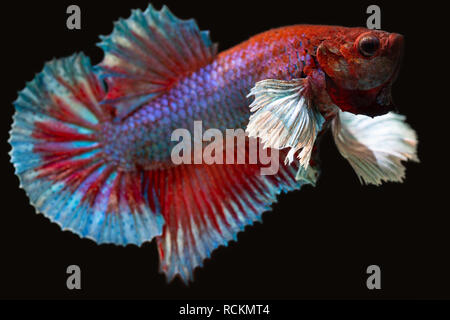 Betta plakat maschio pesci di acquario Foto Stock