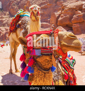 Il beduino cammelli in Petra Jotdan Foto Stock