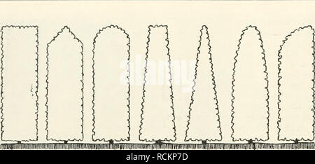 . Die Gartenkunst. Giardinaggio; Giardini -- l'Europa. 158 DIE GARTENKUNST. XV, 11. Abb. Heckenquerschnitle. mmwm Originalzeichnung von E. Rasch, Stoccarda. Terreno schÃ weit¶ner und interessanter als dies mit freientwickelten GehÃ¶lzen im auszubilden bebauten, mÃ¶glich ist. Auch im offenen Garten warten noch ungezÃ¤hlte interessante ihrer Aufgaben LÃ¶cantato, bei welcher die Hecke nicht fehlen darf. Ich darf wohl annehmen, daÃ das, è stato die Anlage, Pflege, den Schnitt, die BewÃ¤sserung RSU., anche das Technische betrifft, bei den Lesern der Gartenkunst bekannt ist denn es gehÃ¶rt zu den Dinge Foto Stock