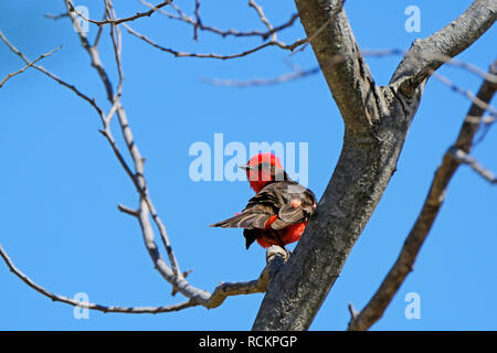 Bel rosso e nero Flycatcher Vermillion, pyrocephalus obscurus, appollaiato su un albero, Uruguay Foto Stock