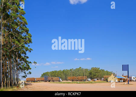 Il carrello di registrazione con registro di eucalipto per la carta o l'industria del legno, Uruguay Sud America Foto Stock