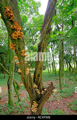 Giallo arancione funghi su un albero nella foresta, Paraguay Foto Stock