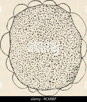 . Die chemische Entwicklungserregung des Eies tierischen : Künstliche Parthenogenese. La partenogenesi. Fig. 45.. Si prega di notare che queste immagini vengono estratte dalla pagina sottoposta a scansione di immagini che possono essere state migliorate digitalmente per la leggibilità - Colorazione e aspetto di queste illustrazioni potrebbero non perfettamente assomigliano al lavoro originale. Loeb, Jacques, 1859-1924. Berlino [Germania] : J. Springer Foto Stock