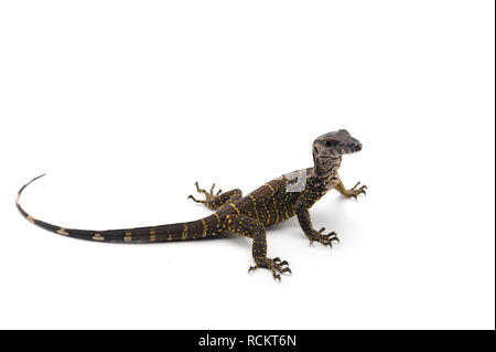 Il nero monitor roughneck lizard isolato su bianco backgrouns Foto Stock