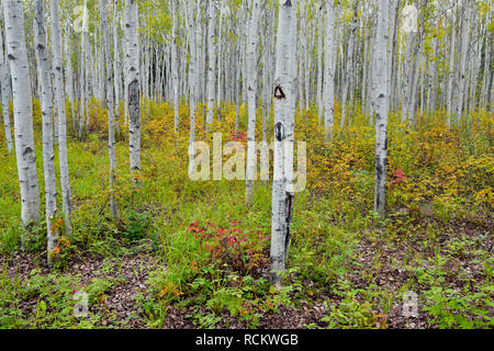 Aspen bosco in tarda estate con rose selvatiche, Fort Provvidenza parco territoriale, Northwest Territories, Canada Foto Stock