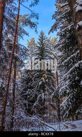 Nevoso inverno foresta in una giornata di sole. Coperte di neve bosco di abeti e pini su uno sfondo di cielo blu Foto Stock