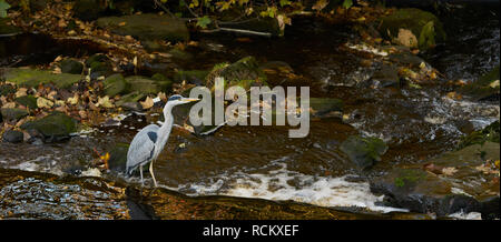 Heron aspettando pazientemente per pescare in un fiume Foto Stock