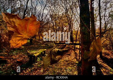 Alta velocità congelati colpo di autunno le foglie che cadono dagli alberi Foto Stock