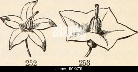 . Gli elementi di botanica per i principianti e per le scuole. Botanica. risentì in vecchie foto, con una impugnatura slanciata al di sotto, Fig. 249-251, 255. A campana, o Campanulate; dove un breve e ampio tubo si allarga verso l'alto, a forma di campana, come nel maiale. 254. Ad imbuto o tramoggia di forma; grad- ually diffusione al vertice di un tubo che è ristretta al di sotto, in la. Si prega di notare che queste immagini vengono estratte dalla pagina sottoposta a scansione di immagini che possono essere state migliorate digitalmente per la leggibilità - Colorazione e aspetto di queste illustrazioni potrebbero non perfettamente assomigliano al lavoro originale. Grigio, Asa, 1810-18 Foto Stock