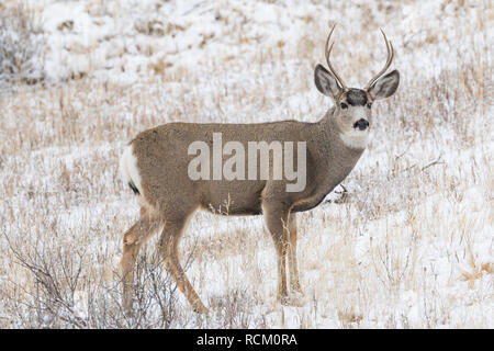 Mule Deer, Odocoileus hemionus, buck con corna durante un inverno di novembre nel Parco nazionale Theodore Roosevelt, il Dakota del Nord, STATI UNITI D'AMERICA Foto Stock