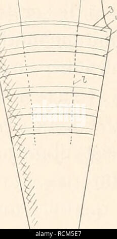 . Die fossilen Tintenfische; eine Monographie paläozoologische. Cefalopodi, fossile. . Si prega di notare che queste immagini vengono estratte dalla pagina sottoposta a scansione di immagini che possono essere state migliorate digitalmente per la leggibilità - Colorazione e aspetto di queste illustrazioni potrebbero non perfettamente assomigliano al lavoro originale. Naef, Adolf. Jena, Fischer Foto Stock