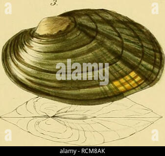 . Die Flussperlmuscheln (Unio et Hyria.) in Abbildungen nach der Natur mit Beschreibungen. Unionidae; Unio; Prisodon; Mitili di acqua dolce. . Si prega di notare che queste immagini vengono estratte dalla pagina sottoposta a scansione di immagini che possono essere state migliorate digitalmente per la leggibilità - Colorazione e aspetto di queste illustrazioni potrebbero non perfettamente assomigliano al lavoro originale. Küster, Heinrich Carl, 1807-1876; Martini, Friedrich Heinrich Wilhelm, 1729-1778; Chemnitz, Johann Hieronymus, 1730-1800. Nürnberg, Bauer und Raspe Foto Stock