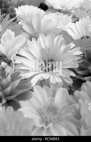 Pallido fiori di calendula nel fuoco selettivo tra grazioso giardino blumi - elaborazione monocromatica Foto Stock