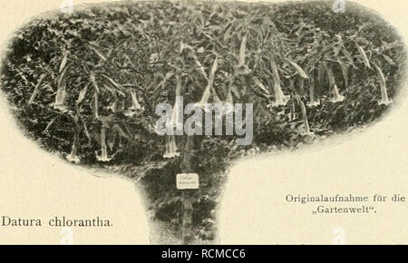 . Die Gartenwelt. Il giardinaggio. VII, 23 Die Gartenwelt. 2(37 BlÃ¼ten hervor. Abends ent- strÃ¶mt ein wunderbarer, fei- aer Geruch den Blumen. Auch giebt es eine Abart mit gefÃ¼llten BlÃ¼ten. Auch fastuosa dato L, kann man mehrjÃ¤hrig ziehen, obwohl sie sonst nur einjÃ¤hrig ist. Sic hat weisse oder violette, auch gefÃ¼llte, wohlriechende BlÃ¼ten. Muore&GT; â schÃ¶ne arte wird bis 3 m hoch. Dato chlorantha Sun.  . x , , , ...   ,. * Datura chlorantha. Iiumdis und flava, che ONU- sere Abbildung darstellt, ist auch mehrjÃ¤hrig und bietet, im Sommer aus- gepflanzt, mit ihren schÃ¶nen mattgelben BlÃ¼ten Foto Stock