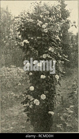 . Die Gartenwelt. Il giardinaggio. VII, 13 Die Gartenwelt. 151 Pflanzenkunde. Die Keimungsverhältnisse der Leguminosensamen und ihre Beeinflussung durch Organismenwirkung. Von Curt Gebhardt, Tharandt. Così Jliine betitelte Arbeit, die durch ihre Resultate tutti- gemeines Intèresse verdient und deshalb hier im Auszuge mitgeteilt werden soll, ist von Regierungsrat L. Hiltner in den Arbeiten der biologischen Abteilung für Land- und Forstwirtschaft am Kaiserlichen Gesundheitsamte, Berlino, (III. I. 1902) erschienen. Es ist eine vielen Land- wirten bekannte Erscheinung, die sich auch bei gärtnerischen Kulture Foto Stock