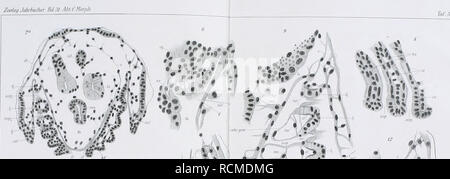 . Die Entwicklung der Kiemen bei Cyclas cornea und andern Acephalen des Wassers süssen : ein Beitrag zur Organogenese und Phylogenie der Lamellibranchiaten. Bivalvia; Bivalvia. . Si prega di notare che queste immagini vengono estratte dalla pagina sottoposta a scansione di immagini che possono essere state migliorate digitalmente per la leggibilità - Colorazione e aspetto di queste illustrazioni potrebbero non perfettamente assomigliano al lavoro originale. Wasserloos, E. Jena : G. Fischer Foto Stock