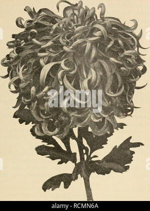 . Die Gartenwelt. Il giardinaggio. V, i8 Die Gartenwelt. 213. "Chiysanthemum Marchese Visconti-Venosta". Origmalaufhahme für die "Gartenwelt". ^^Delavier^'- (Mad. V.), äufserst lange und sehr früh blühend, bei immer guter Füllung, ganz zart rosa mit meer- grüner Mitte, eine Farbenzusammenstellung von eigenartig schöner Wirkung. "Z^z-ws" (Mad. L.) hat eine auffallend Belaubung üppige und einen enorm starken Stiel, ganz horizontale Blütenhaltung, gelb mit rosa Schimmer, grofse Blumen, die nur als Kronen- knospen gewählt werden dürfen. "Fakir'^ (Le), die früheste von allen, leicht citrone Foto Stock