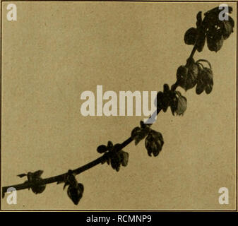 . Die Entfaltungsbewegungen der Pflanzen und deren teleologische Deutung. Ergänzungsband zur "Organographie der Pflanzen". La crescita (piante); piante. 100 Dritter Abschnitt:. Fig. 48. Tilia sp. Austreibende Knospen nach ab- wärts gekrümmt, junge annähernd Blätter vertikal.. Si prega di notare che queste immagini vengono estratte dalla pagina sottoposta a scansione di immagini che possono essere state migliorate digitalmente per la leggibilità - Colorazione e aspetto di queste illustrazioni potrebbero non perfettamente assomigliano al lavoro originale. Goebel, Karl, 1855-1932. Jena : G. Fischer Foto Stock