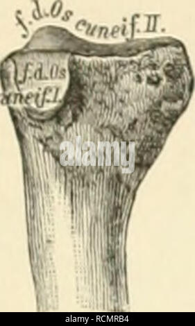 . Die descrittivo topographische und anatomie des Menschen. Anatomia. . Si prega di notare che queste immagini vengono estratte dalla pagina sottoposta a scansione di immagini che possono essere state migliorate digitalmente per la leggibilità - Colorazione e aspetto di queste illustrazioni potrebbero non perfettamente assomigliano al lavoro originale. Heitzmann, Carl, 1836-1896. Wien, Braümüller Foto Stock