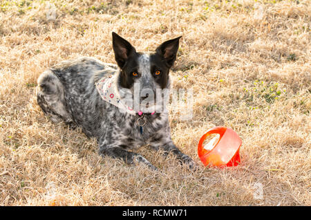 Bianco e nero spotted dog giacente nel gelido mattino erba accanto alla sua sfera, in attesa per voi di venire a giocare con lei Foto Stock