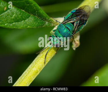 Vista dorsale di un bel verde metallizzato e blu Cuckoo Wasp in appoggio su un gambo Buddleia Foto Stock