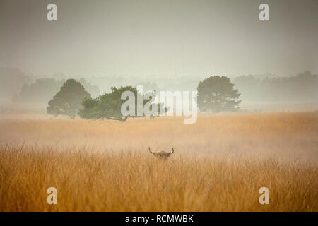 I Paesi Bassi, Rheden. Parco nazionale Veluwezoom. Highlander scozzese di bestiame. Foto Stock