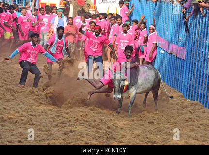 Maduri, India. 15 gennaio 2019 - Jallikattu festival tenutosi a Avaniyapuram a Madurai distretto del Tamil Nadu in occasione del Pongal su 15/01/2019 Credit: Sumit Sanyal/ZUMA filo/Alamy Live News Foto Stock