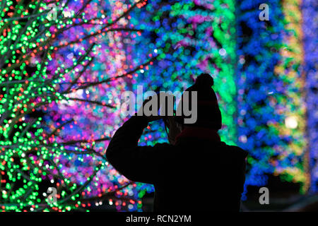 Canary Wharf, Londra, Regno Unito, 15 gennaio, 2019. Alberi di Sasha installazione presso Westferry Circus. Il Canary Wharf inverno impianti luci aperte al pubblico in ed intorno a Canary Wharf da Jan xv fino a Gen 26th. Credito: Carol moiré/Alamy Live News Foto Stock