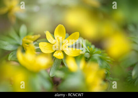 Close-up immagine della splendida fioritura di primavera, giallo inverno aconitum noto anche come Eranthis hyemalis Foto Stock