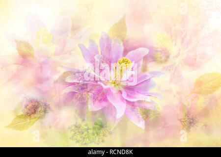 Close-up, creative multi-immagine di esposizione della splendida fioritura di primavera Aquilegia fiore rosa conosciuto anche come aquilegia alpina Foto Stock