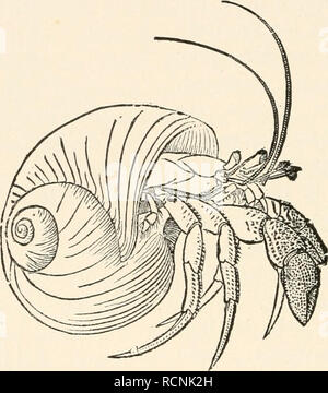 . Elementi di zoologia comparativa. Zoologia. 228 Zoologia sistematica. pincing solido-claws. Con un aumento delle dimensioni del granchio deve muoversi in un guscio di grandi dimensioni. In altre Anomura retro è morbido e questi 'false eremiti' portano una mezza clam shell-circa con loro per coprire il loro punto debole. Solo pochi dei veri granchi o Brachyura vivono in acqua dolce. In tropicali e semi-regioni tropicali sono. FIG. 55.-Eremita-granchi (Eupagurus bernhardus) in una lumaca-shell. Da Emerton. coloro che vivono sulla terra; ma la grande maggioranza-un migliaio di specie diverse-vivono nel mare. Le specie più grandi hanno alcuni economi Foto Stock