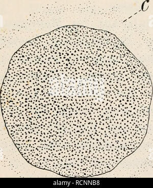 . Die chemische Entwicklungserregung des Eies tierischen : Künstliche Parthenogenese. La partenogenesi. Fig. 34.. Si prega di notare che queste immagini vengono estratte dalla pagina sottoposta a scansione di immagini che possono essere state migliorate digitalmente per la leggibilità - Colorazione e aspetto di queste illustrazioni potrebbero non perfettamente assomigliano al lavoro originale. Loeb, Jacques, 1859-1924. Berlino [Germania] : J. Springer Foto Stock