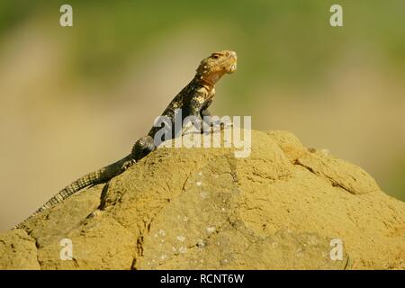 Caucasian AGAMA SA sulla pietra (Paralaudakia caucasia) Foto Stock