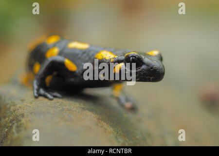 Salamandra pezzata sulla roccia, Salamandra salamandra Foto Stock