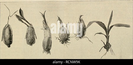 . Die Gartenwelt. Il giardinaggio. V, 3" Die Gartenwelt. 451 gewonnenen Cattleyen, Laelien und Laelio-Catfleyen lassen sich schneidet, die Knoten mit Sphagnum umbindet, in den Svitto- besonders leicht vermehren. Von den alten Arten möchte ich kästen stellt und genügend feucht hält. Die jungen Pflänzchen vor allen anderen Cattleya gigas nennen, von der jeder Strunk bilden dann schon nach vier bis sechs Wochen Wurzeln und sich in kurzer Zeit zu einer Pflanze entwickelt. können nach einem weiteren Vierteljahr mit dem Schaftstück. Zwei Bulben von Zygopetalura, drei von Calanthe und Teil einer Phajus-Bu Foto Stock