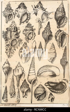 . Elementi di conchology : inclusi fossili di generi e gli animali. Molluschi; molluschi, fossile. . Si prega di notare che queste immagini vengono estratte dalla pagina sottoposta a scansione di immagini che possono essere state migliorate digitalmente per la leggibilità - Colorazione e aspetto di queste illustrazioni potrebbero non perfettamente assomigliano al lavoro originale. Bowdich, T. Edward (Thomas Edward), 1791-1824; Henderson, J. B. (John Brooks), 1870-1923, ex proprietario. DSI; dallâ, William Healey, 1845-1927, ex proprietario. DSI. Parigi : stampato da J. Smith, e venduto da Treuttel e Würtz, Londra Foto Stock