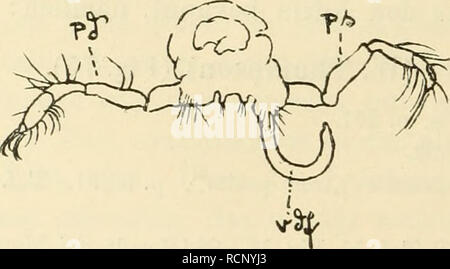 . Die Decapodenfauna der Adria : Versuch einer Monographie. Decapoda (crostacei); Crostacei. . Si prega di notare che queste immagini vengono estratte dalla pagina sottoposta a scansione di immagini che possono essere state migliorate digitalmente per la leggibilità - Colorazione e aspetto di queste illustrazioni potrebbero non perfettamente assomigliano al lavoro originale. Pesta, Otto, 1885-. Leipzig : F. Deuticke Foto Stock