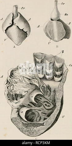 . Elementi di anatomia comparata dei vertebrati. Anatomia, comparativo; vertebrati -- anatomia. 278 Anatomia Comparata".. Fie. 222.-HKAUT.S UK YAUIUI'.S FISHK.S-A, OK IIIK martello con testa SIIAKK (Zii&lt;l":nn nirtllcitx) • B, di sili'ntx &lt;/?"//i'.s; C, REGNO UNITO UN SELACHIAN, CUTOI'K.N. In A e B, A, A, atri ;, una (A), appendici auricolare ; V, ventricolo ; Ha, bulbilli arteriosu.s ; tr, aorta ventrale. In C, a, a, indicare l'atrio-VPntricular valvole, e io le valvole nella conns arteriosns (fJa) : un, atrium ; V, vrntiii•]&LT;•. ventricolo (Fig1. 222, V) ;iud un atrio (A), l l Foto Stock